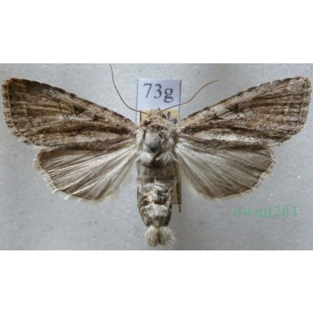 Apterogenum ypsillon (Denis & Schiffermüller, 1775) Slovakia73g